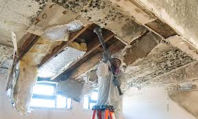 Reliable North Grosvenor Dale, CT Mold Inspection Solutions